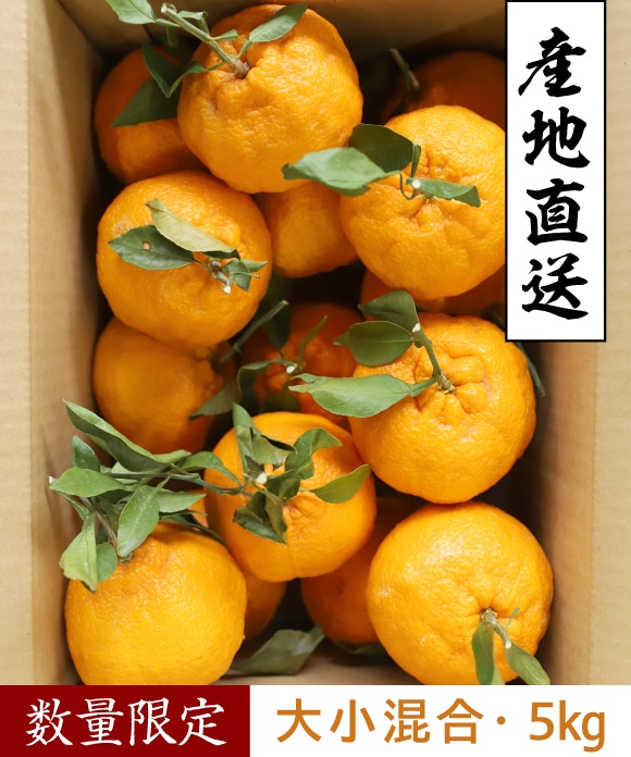 デコ柑 大小混合 5kg 大小混合 5kg