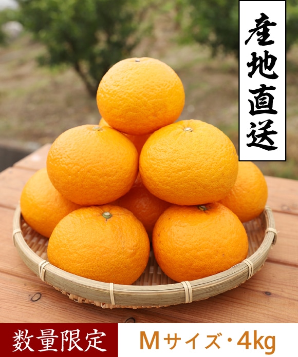 甘夏柑(あまなつかん) Mサイズ 4kg Mサイズ 4kg
