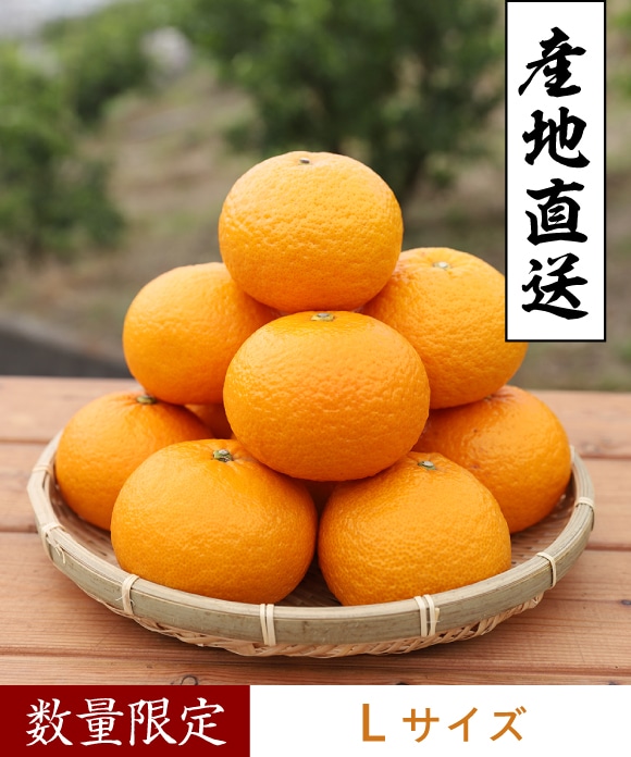 甘夏柑(あまなつかん) Lサイズ 約9玉 Lサイズ 約9玉