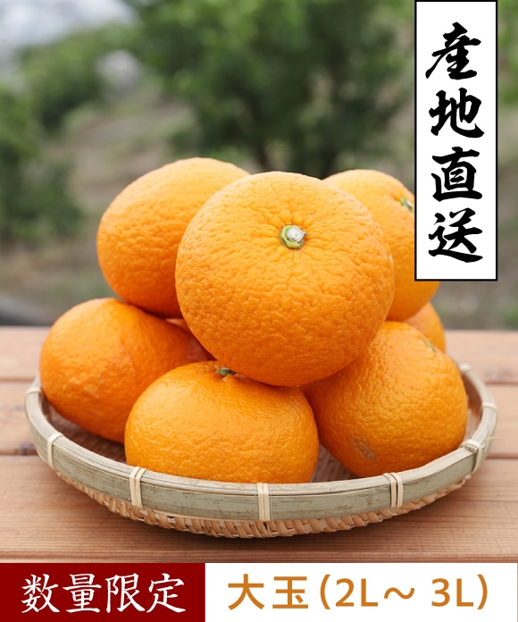 甘夏柑(あまなつかん) 4㎏ 大玉(2L~3L) 約8玉 4㎏ 大玉(2L~3L) 約8玉
