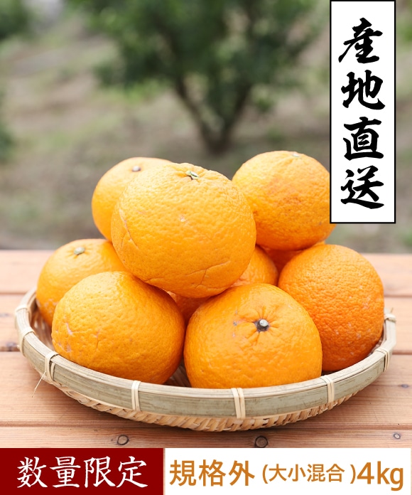 甘夏柑(あまなつかん) 大小混合 規格外 4kg 大小混合 規格外 4kg