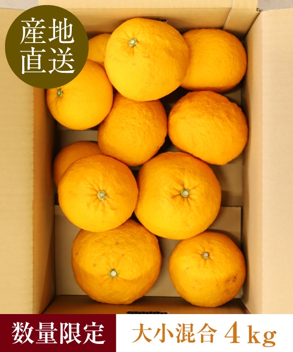 甘夏柑 4㎏ 大小混合 ｜ 井上誠耕園
