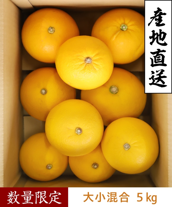 文旦(ぶんたん) 大小混合 5kg