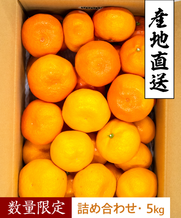 【年末特価】夕陽みかん・木成り完熟みかん 詰め合わせ 5kg