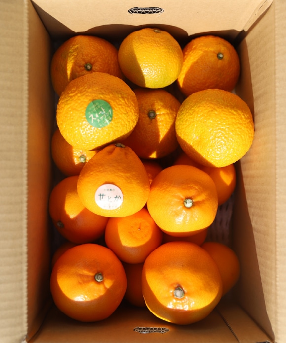 旬の柑橘詰め合わせ 5kg（スイートスプリング・せとか） A（スイートスプリング・せとか）5kg