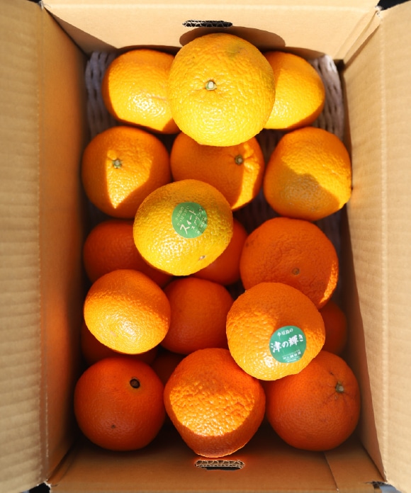 旬の柑橘詰め合わせ 5kg（スイートスプリング・津の輝） B（スイートスプリング・津の輝き）5kg