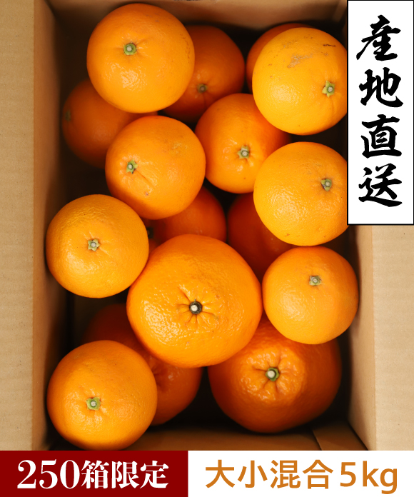 伊予柑とネーブル詰め合わせ 大小混合 5kg