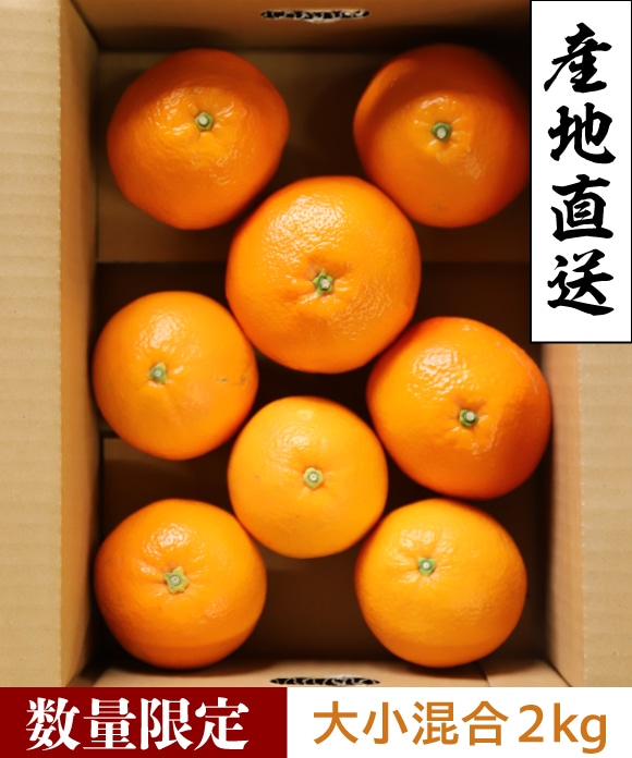 伊予柑とネーブル詰め合わせ 2kg 大小混合2kg