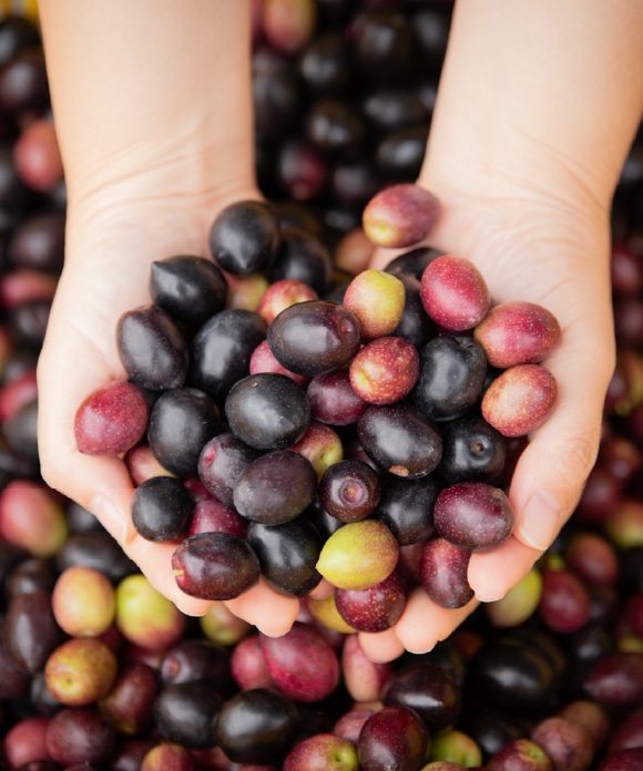トータルケアセット 美容オイル120mLポンプ式 美容オイル ポンプ式