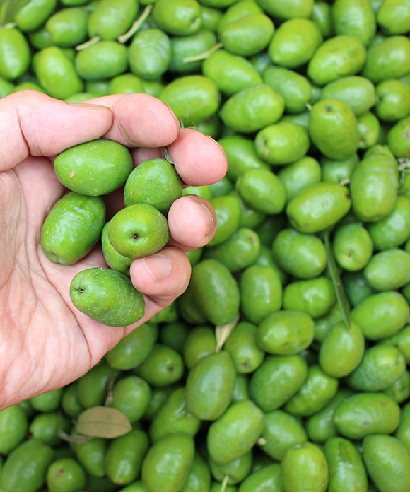 新漬けオリーブ「アザパ」種 250g(約60粒) | 井上誠耕園
