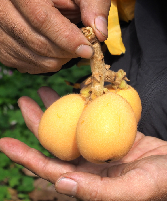 特選ネクター 長崎県特選「茂木びわ」720ml 720ml【20%お得】