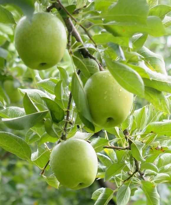 りんごとスイートポテト 115g 王林×スイートポテト【20％割引】