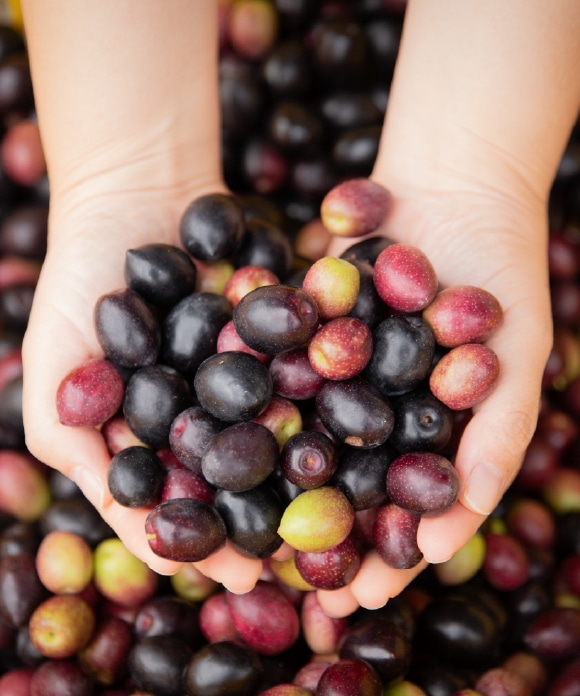 にんにく唐辛子＆完熟オイル 180gセット 包装なし