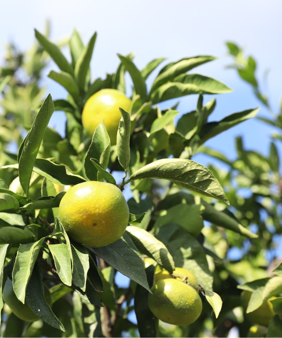 早もぎみかん(3kg・大小混合) 3㎏・大小混合