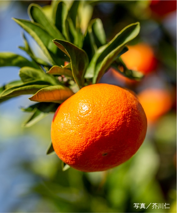 夕陽みかん規格外・3kg 規格外・3kg