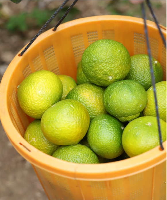 スイートスプリング　ご家庭用Lサイズ 3kg ご家庭用Lサイズ 3kg