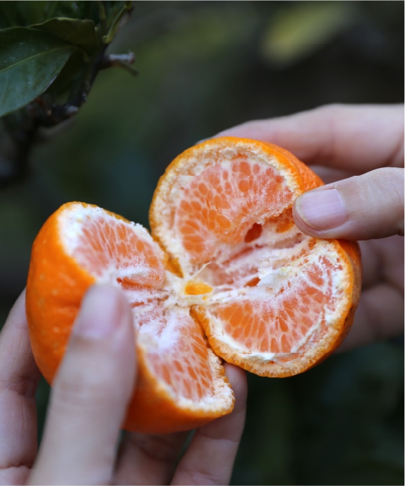 ポンカン 大小混合 3kg