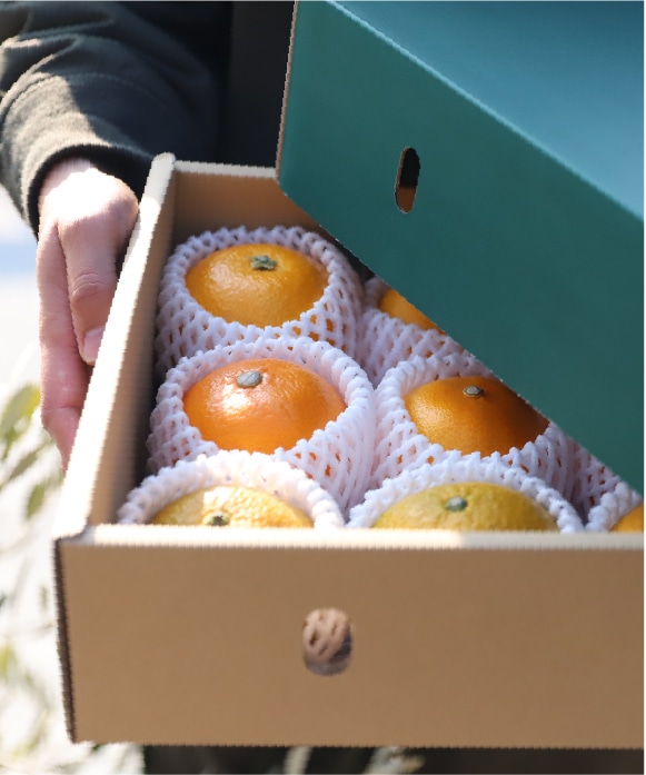 ネーブルオレンジ　プレミアム規格 プレミアム規格(約11玉)