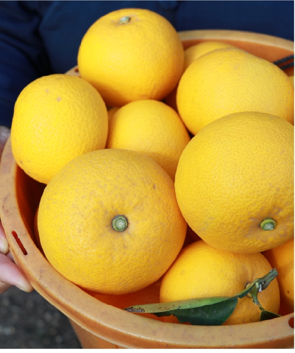 八朔（はっさく）ゴールド規格(約9玉) ゴールド規格(約9玉)