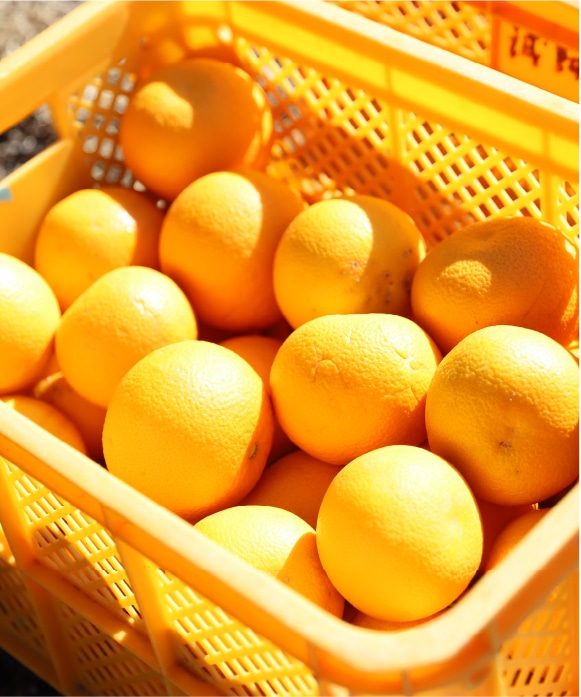 紅八朔（べにはっさく）シルバー規格(約12玉) シルバー規格(約12玉)