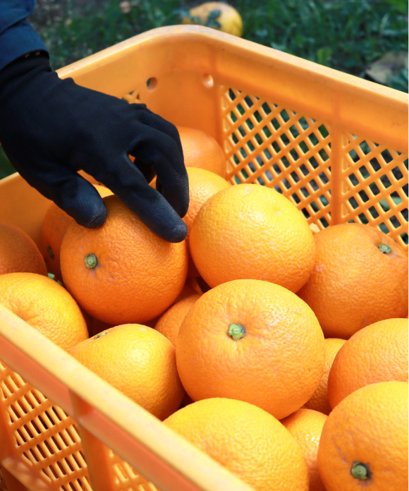 八朔（はっさく）L・２L 混合 4kg L・２L 混合 4kg