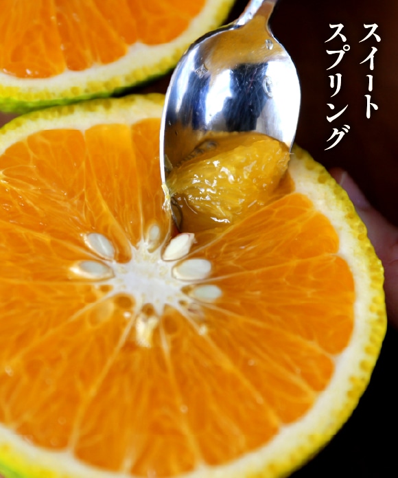 旬の柑橘詰め合わせ 5kg（スイートスプリング・せとか） A（スイートスプリング・せとか）5kg