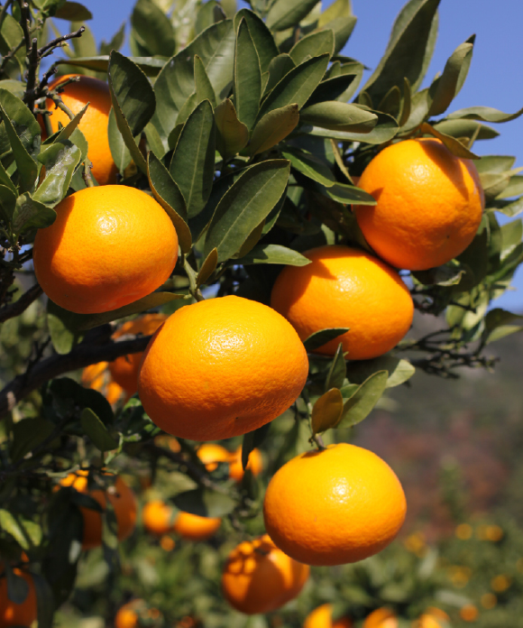 伊予柑とネーブル詰め合わせ 大小混合 5kg