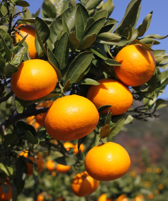 伊予柑とネーブル詰め合わせ 2kg 大小混合2kg