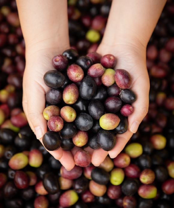 クレンジングオリーブオイル 155mL