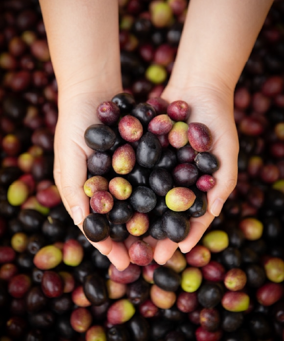 小豆島産 食用エキストラ特別セット
