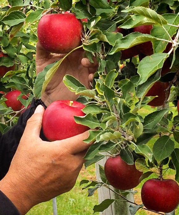 オリーブオイルコンフィ りんごとキャラメル 110g 紅玉×キャラメル【20％割引】