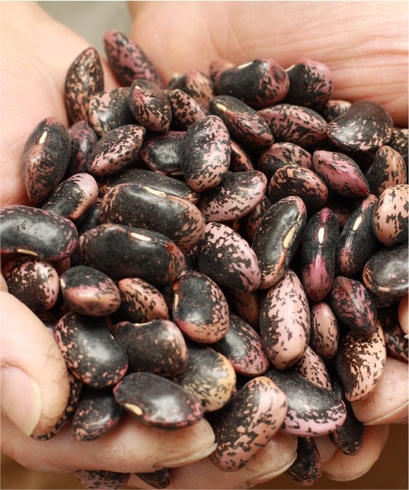 紫花豆ワイン風味(中粒・北海道産) 200g(固形量150g)