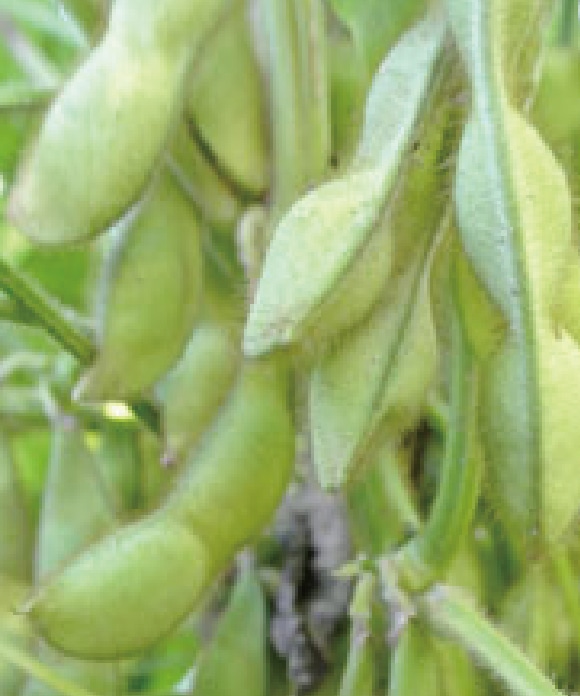 厳選大粒煮豆 丹波黒 200g(固形量100g) 200g