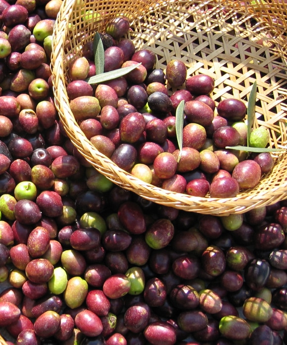 オリーブチョココーティング「いちじく」16粒 16粒【20％割引】