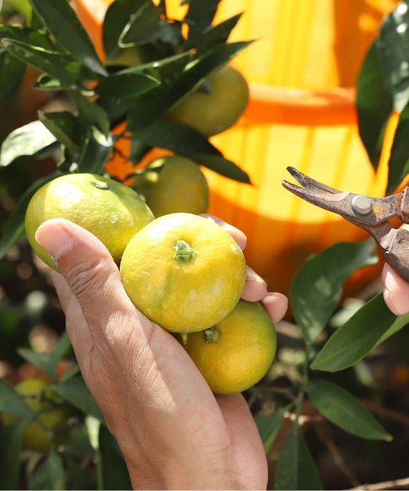 早もぎみかん(3kg・大小混合) 3㎏・大小混合