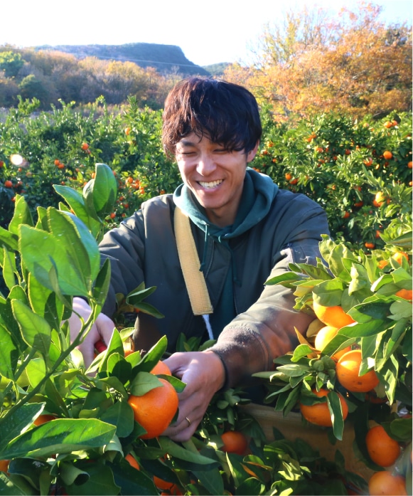 夕陽みかん大玉・3kg 大玉・3kg