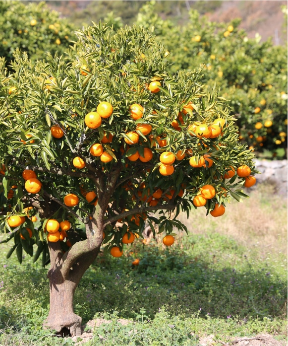 ポンカン 大小混合 3kg