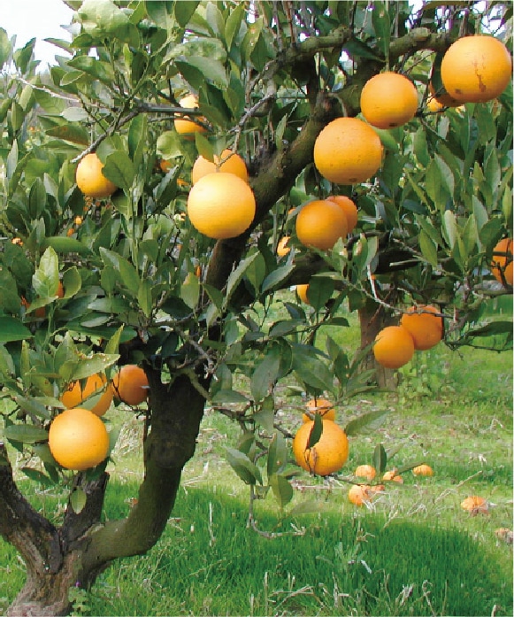 ネーブルオレンジ Mサイズ 3kg(約19玉) Mサイズ3kg(約19玉)