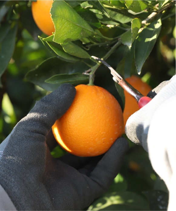 ネーブルオレンジ　シルバー規格 シルバー規格(約16玉)