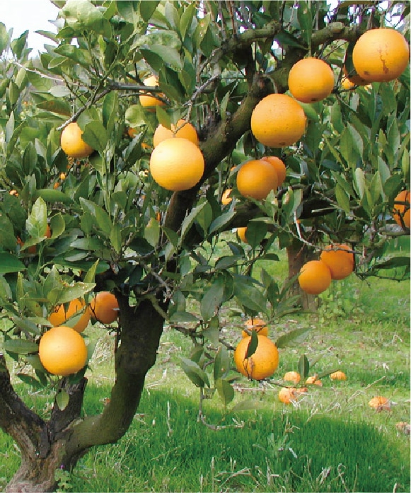 ネーブルオレンジ　規格外　3kg 規格外(3kg）