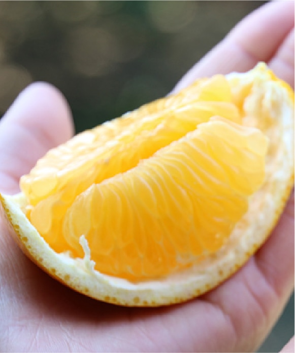 八朔（はっさく）規格外3kg(大小混合) 規格外3kg(大小混合)