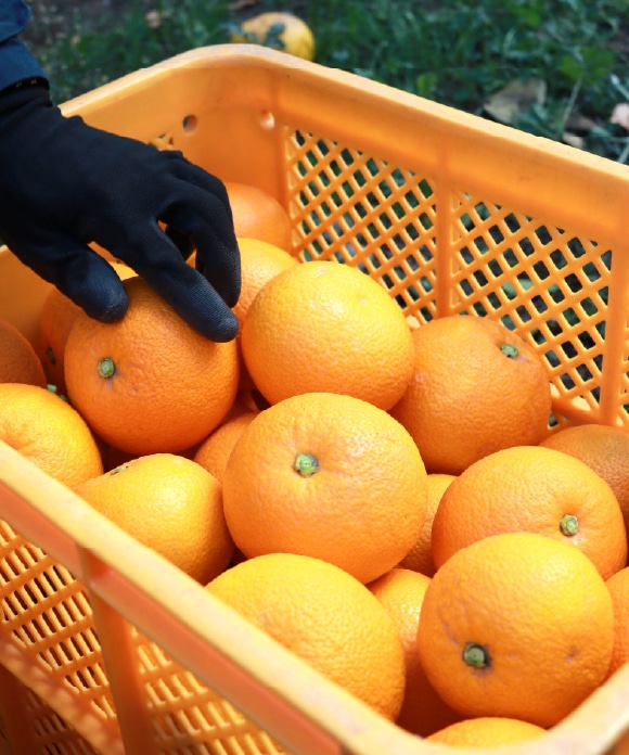 八朔(はっさく) 4kg 大小混合 八朔(はっさく) 4kg 大小混合