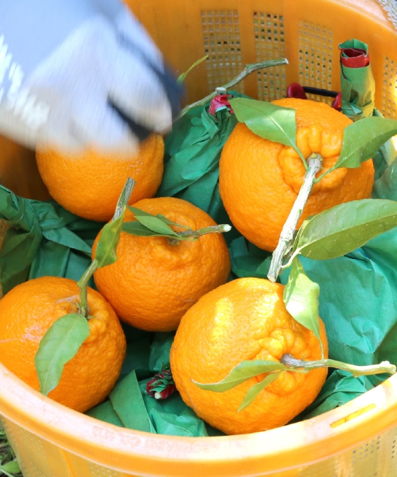 デコ柑 4㎏ 大小混合 デコ柑 4㎏ 大小混合