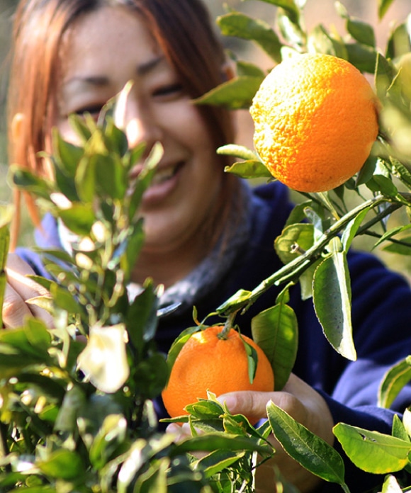 デコ柑 大小混合 5kg 大小混合 5kg