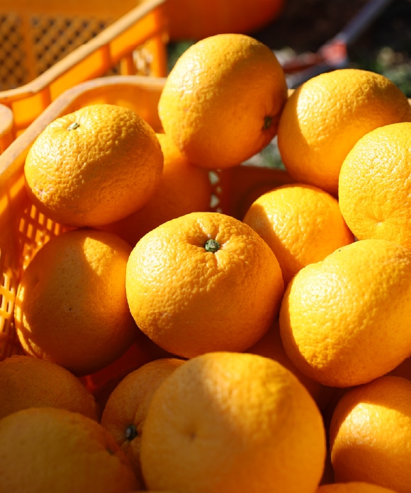 甘夏柑(あまなつかん) Lサイズ 約9玉 Lサイズ 約9玉