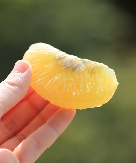 文旦(ぶんたん) 大小混合 5kg