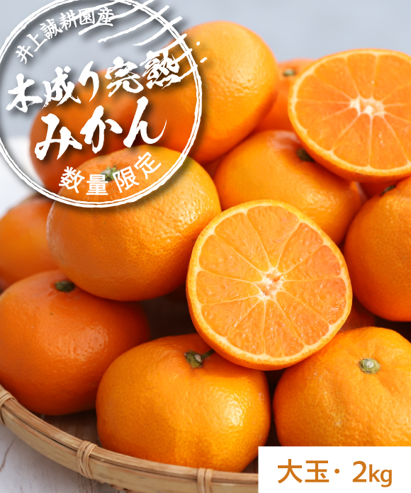 【年末特価】夕陽みかん・木成り完熟みかん 詰め合わせ 5kg