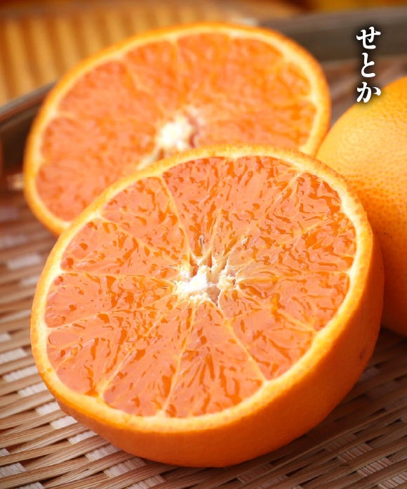 旬の柑橘詰め合わせ 5kg（スイートスプリング・せとか） A（スイートスプリング・せとか）5kg