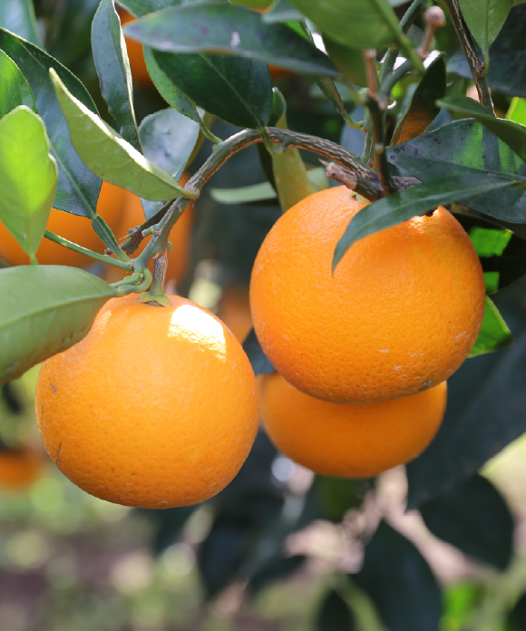 伊予柑とネーブル詰め合わせ 大小混合 5kg