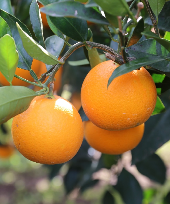 伊予柑とネーブル詰め合わせ 2kg 大小混合2kg